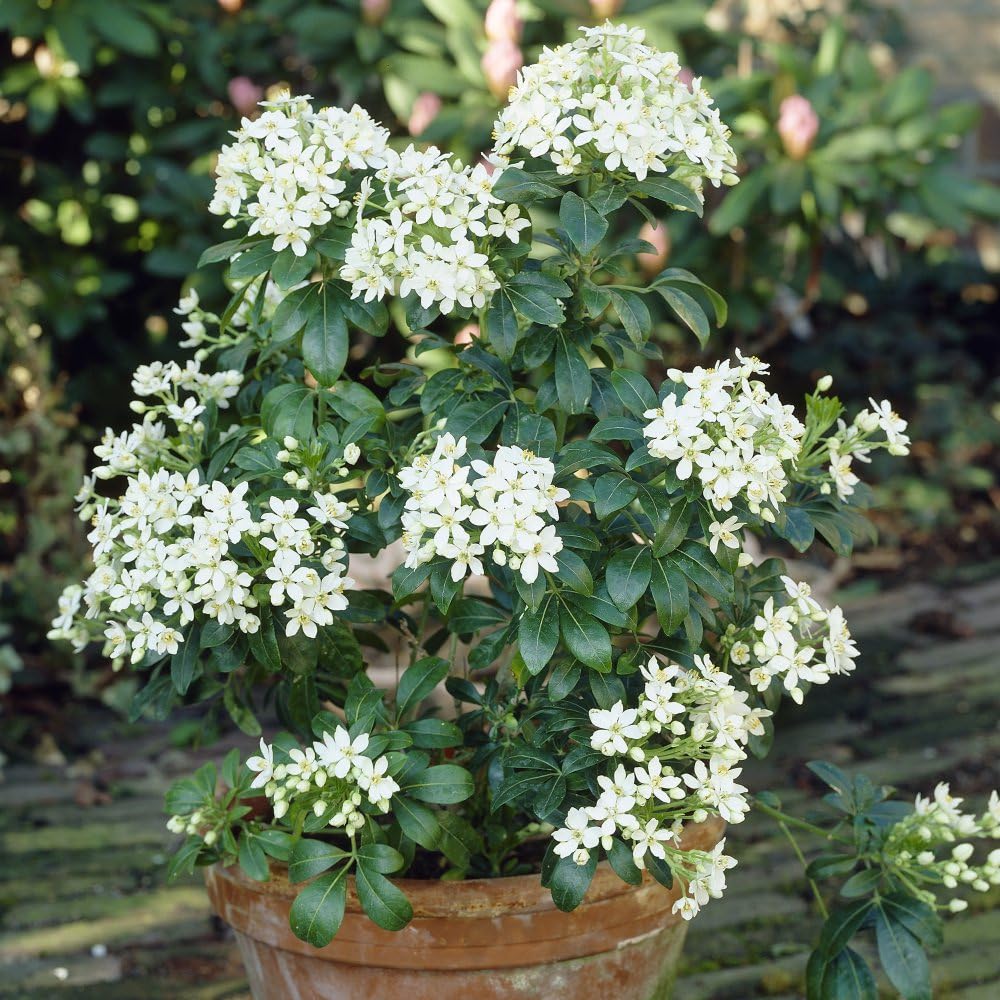 Choisya x dewitteana 'White Dazzler' - Fragrant Evergreen Shrub